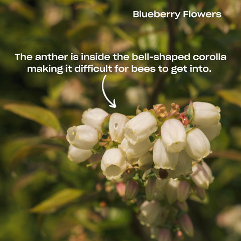 blueberry flower and its anther