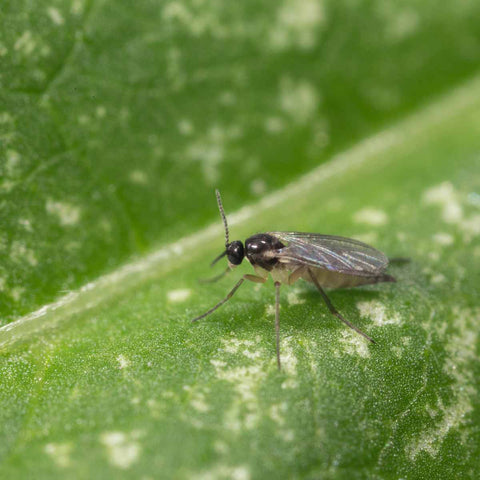 A fungus gnat on a leaf