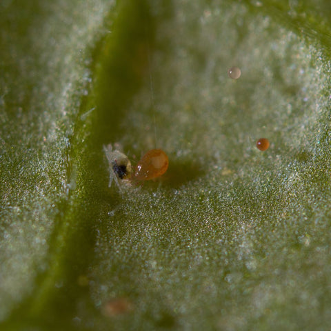 Californicus feeding on a spider mite