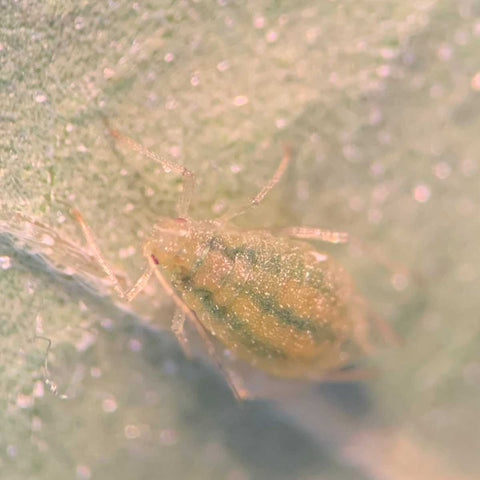 a cannabis aphid on a cannabis leaf