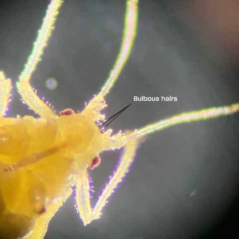 Bulbous hairs on a cannabis aphid under a microscope