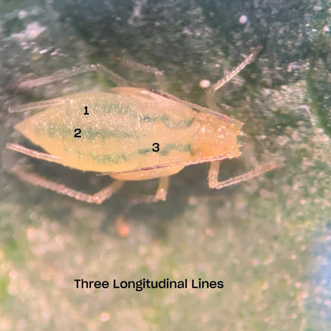 A cannabis aphid and its three longitudinal lines