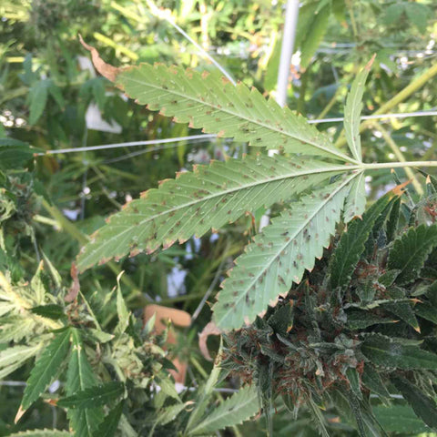 A cannabis leaf covered in aphids