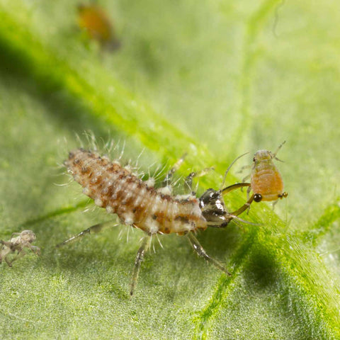 A green lacewing larvae feeding on an aphid