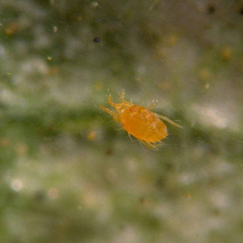 A diapaused spider mite