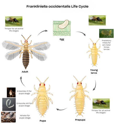 life cyle of the western flower thrips