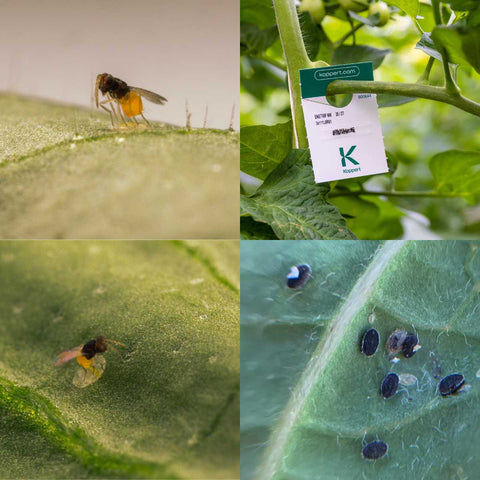 Encarsia formosa and it parasitizing whitefly larvae