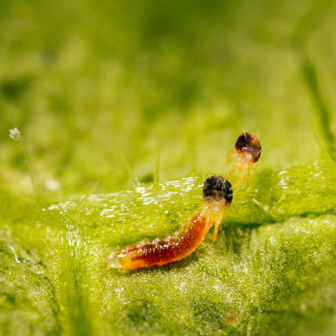 Feltiella acarisuga feeding on a spider mite