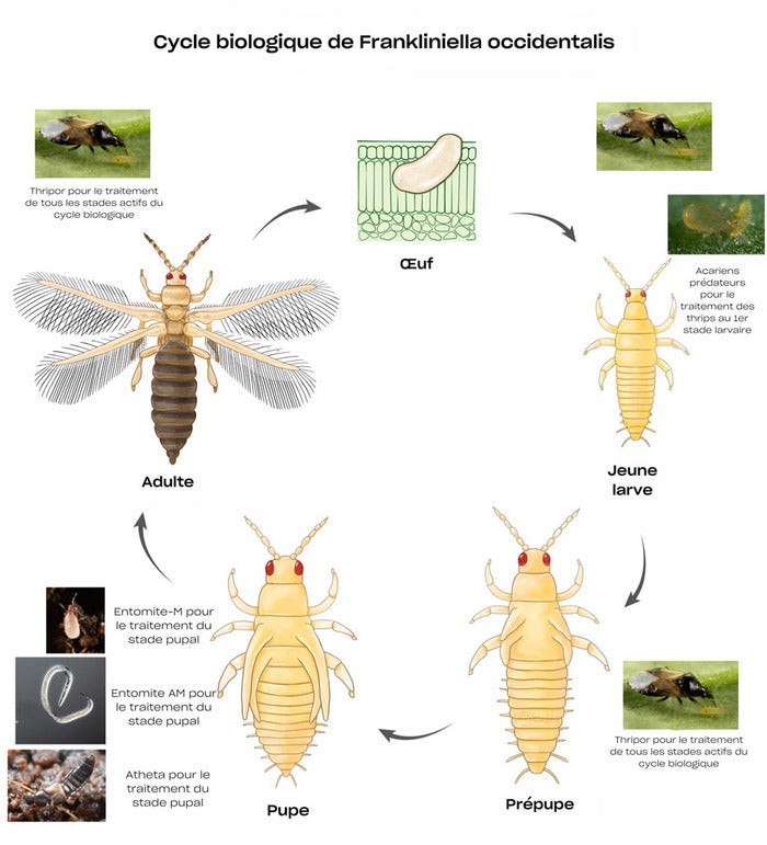 Cycle biologique du thrips des petits fruits