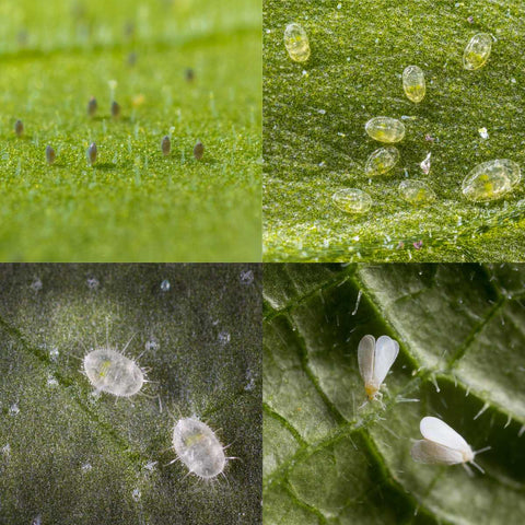 The eggs, larvae, pupae, and adults of the Greenhouse Whitefly