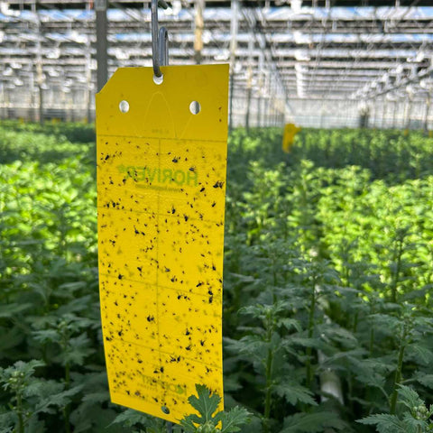 A yellow wet Horiver sticky card hanging in an ornamental greenhouse