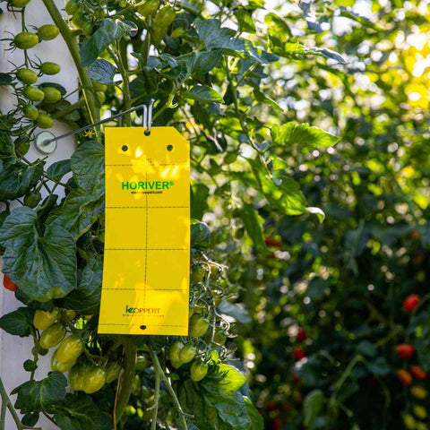 Une carte collante jaune Horiver Wet accrochée à un plant de tomates