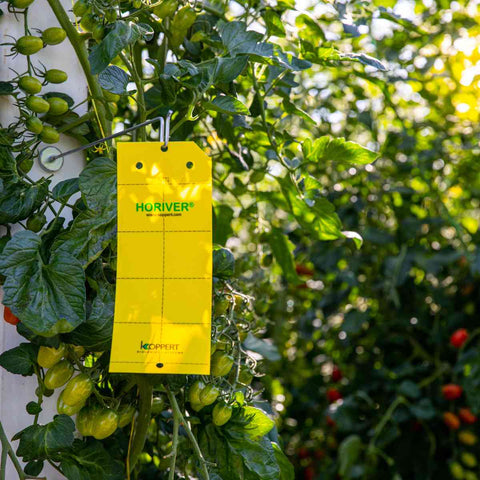 A yellow Horiver wet sticky card hanging on a tomato plant