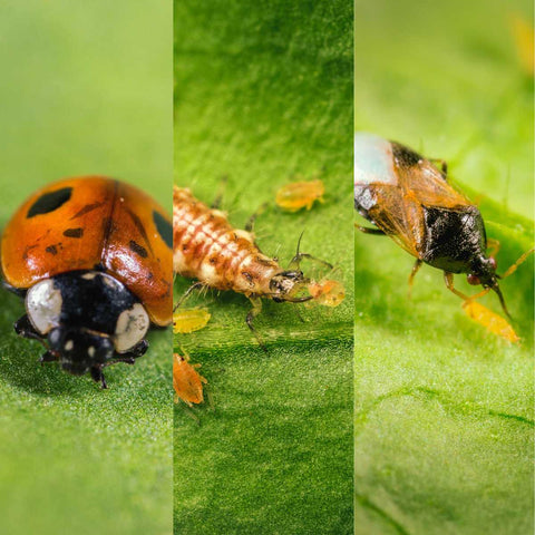 A ladybug, Green Lacewing and a Orius