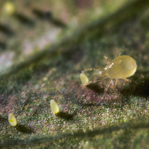 Predatory mite eating whitefly eggs