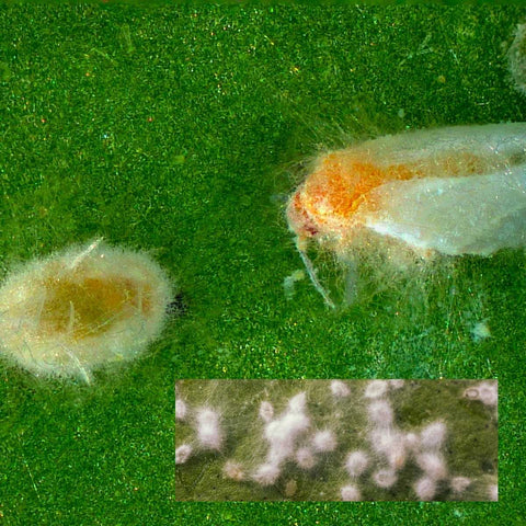 Entomopathogenic fungi affecting whitefly adults and larvae.