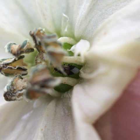 Orius adult in a pepper flower