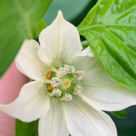 Orius nymphs in pepper flower