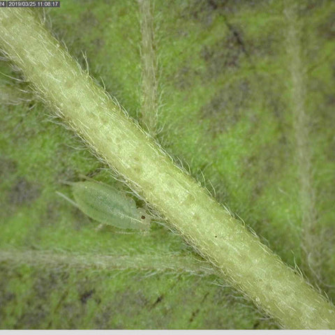 A cannabis aphid feeding on a cannabis leaf