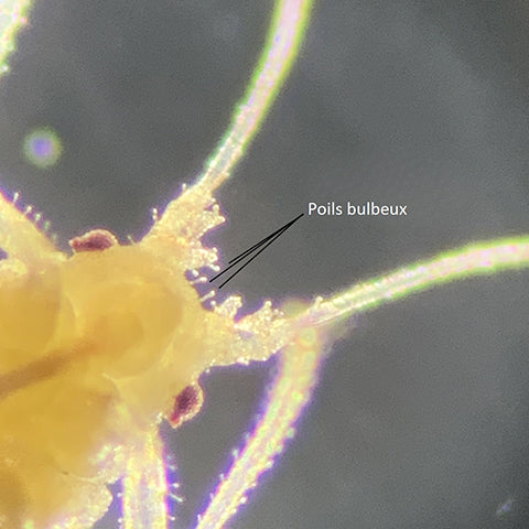 Poils bulbeux d'un puceron du cannabis au microscope