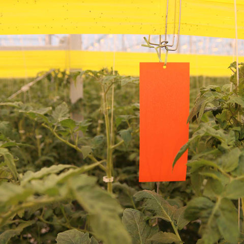 A red Horiver sticky card hung in a tomato crop