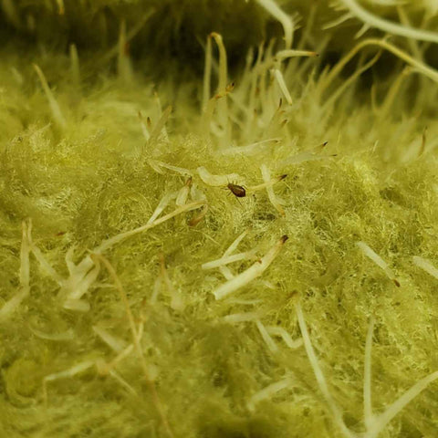 A root aphid in rockwool