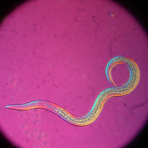 S. feltiae (beneficial nematode) under the microscope