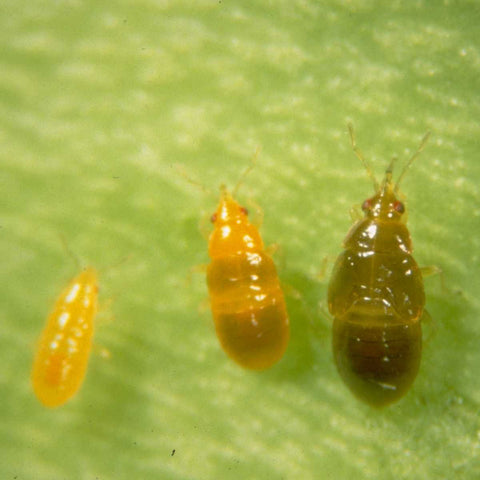 Orius nymph stages
