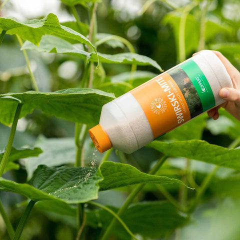 Swirski bottle being sprinkled into a cucumber crop