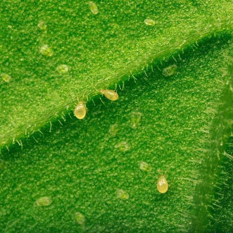 Swirski walking over whitefly larvae