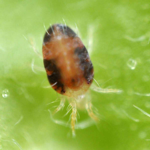 A close up of the two spotted spider mite