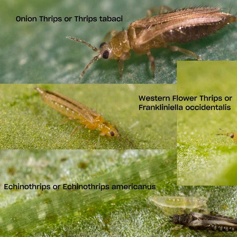 the three main thrips species we see in crops: Western Flower Thrips, Onion Thrips, and Echinothrips