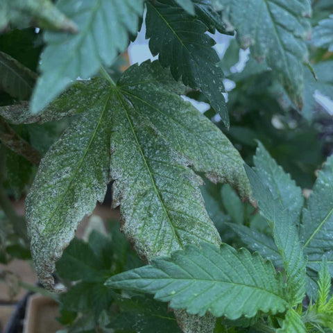 Dégâts importants de thrips sur une feuille de cannabis