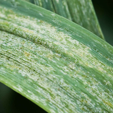 close up of thrips damage on a leaf