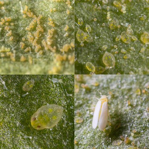 Eggs, larvae, pupae, and adult of the Tobacco Whitefly