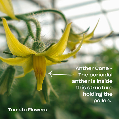 tomato flower and its anther cone