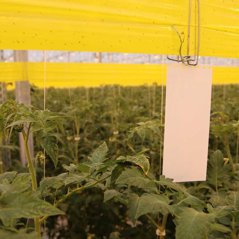 White dry Horiver card hung in a tomato crop