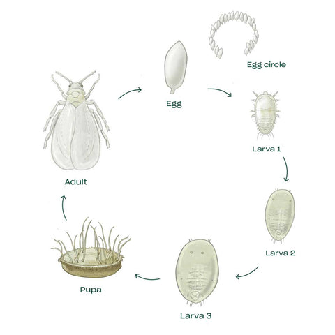 An image showcasing the life stages of the whitefly life cycle. Egg, larvae, pupae, and adult.