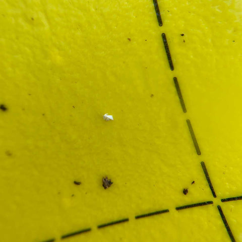 A whitefly on a yellow sticky card