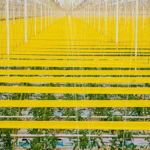 A sea of yellow roller traps in a farm