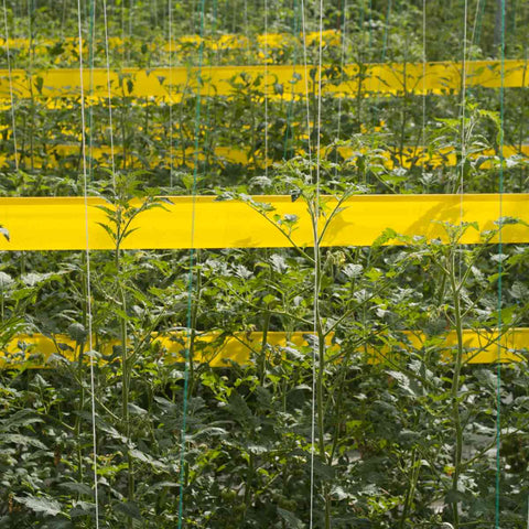 Piège collant en ruban Rollertrap jaune dans une culture de tomates