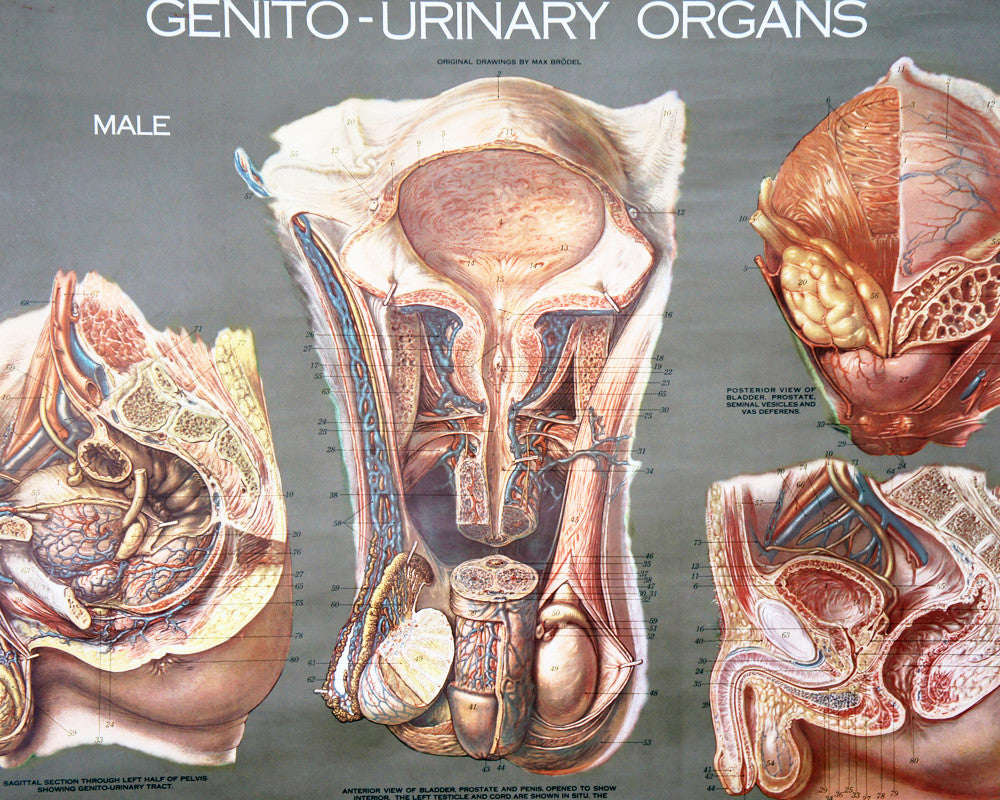 Vintage 1950's Frohse Genito-Urinary Organs Human Anatomy ...