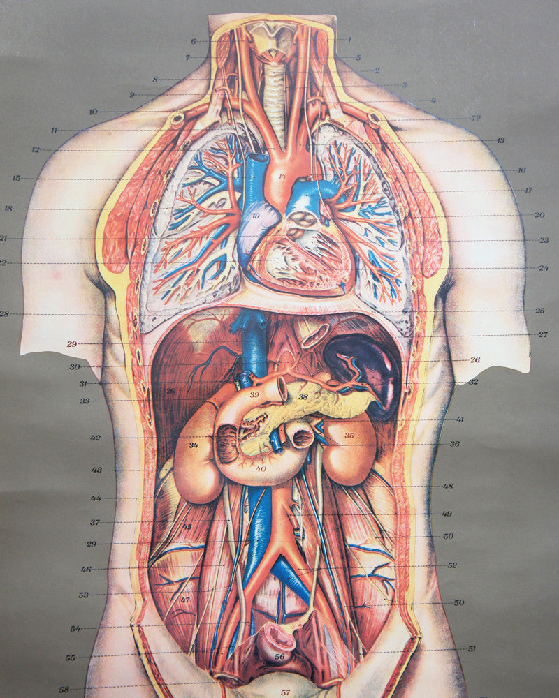 Vintage 1950's Frohse Chest & Abdomen Viscera Human Anatomy Wall Chart