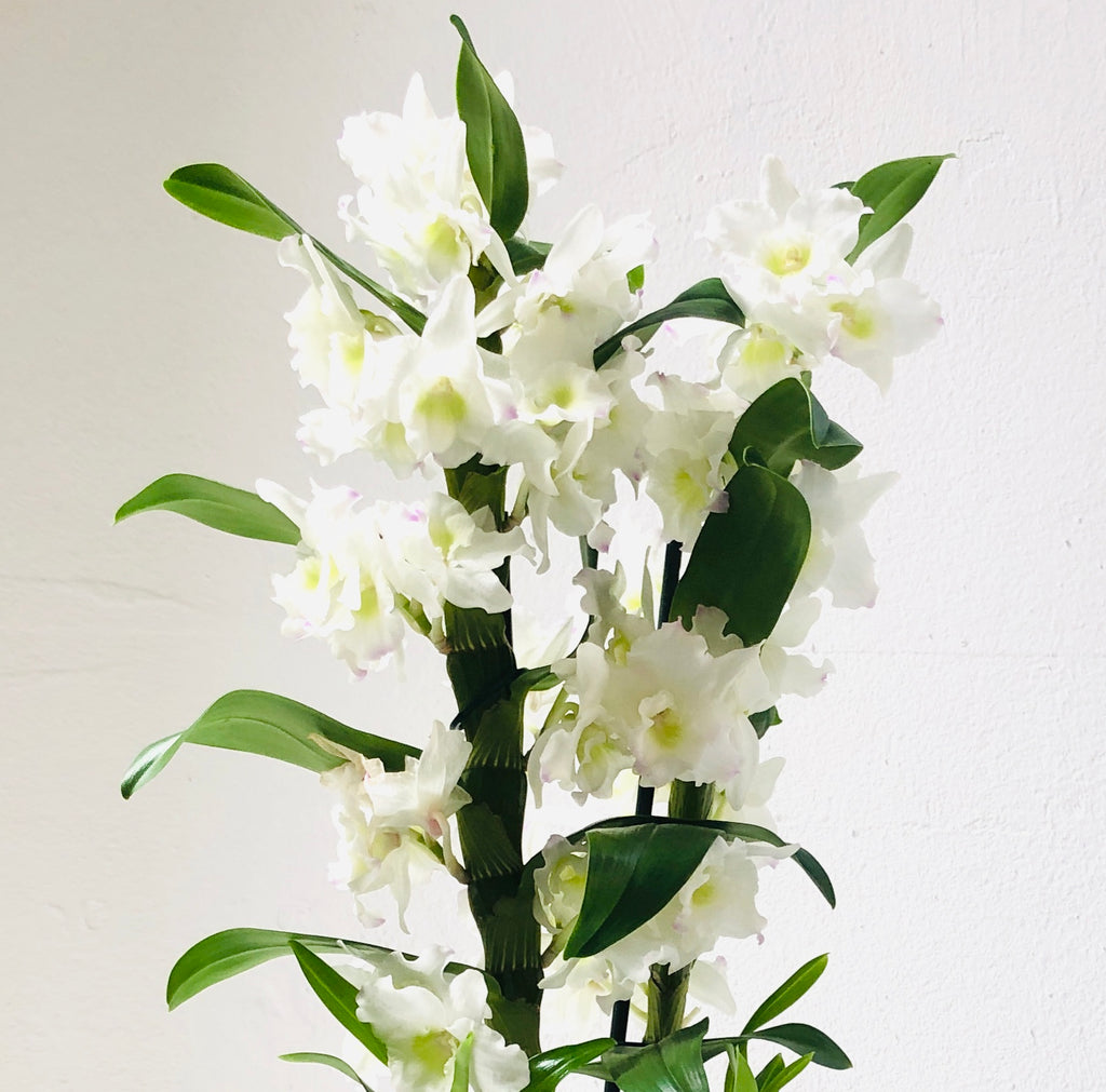 Orquídea Dendrobium – FLORESTUDIO