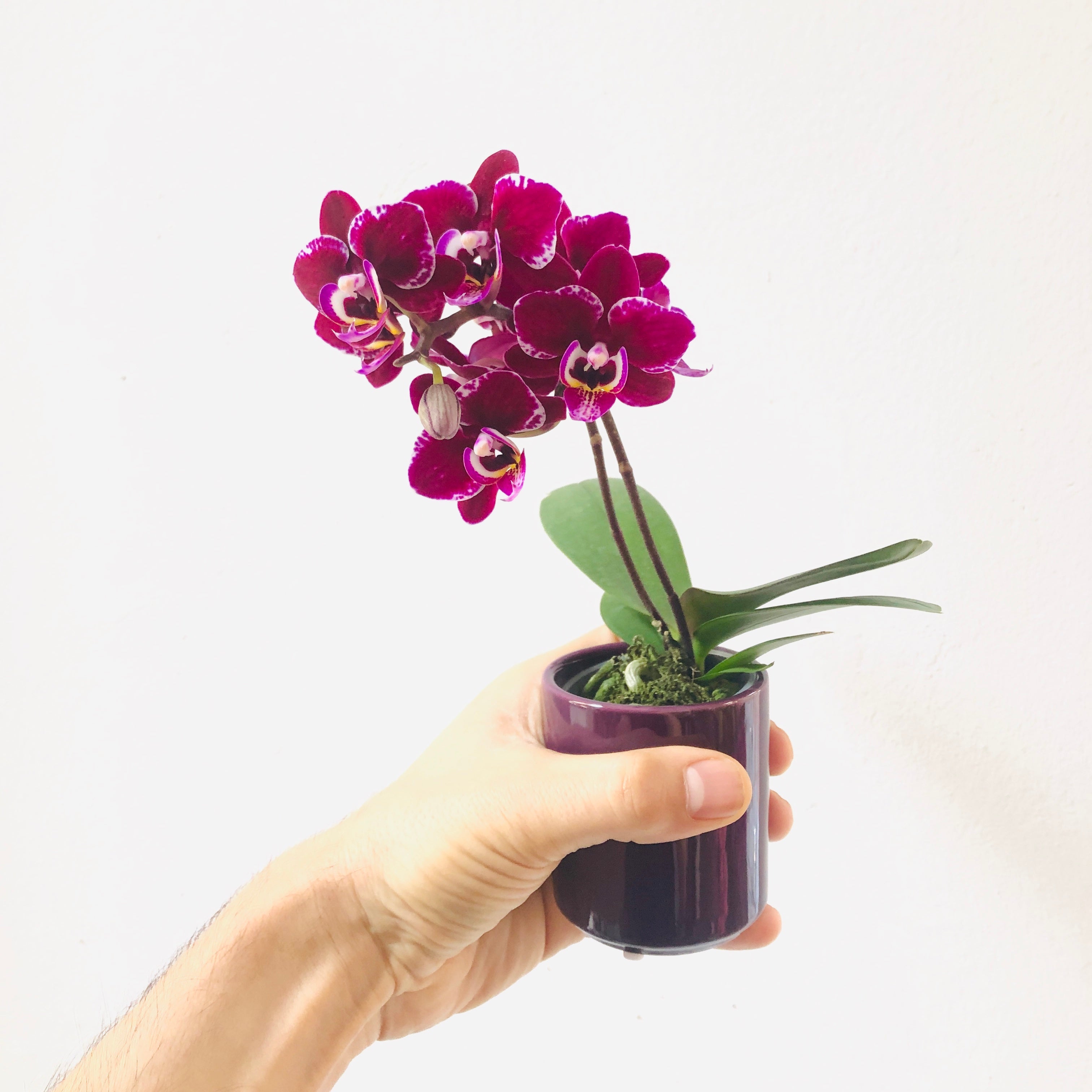 Mini Orquídea – FLORESTUDIO
