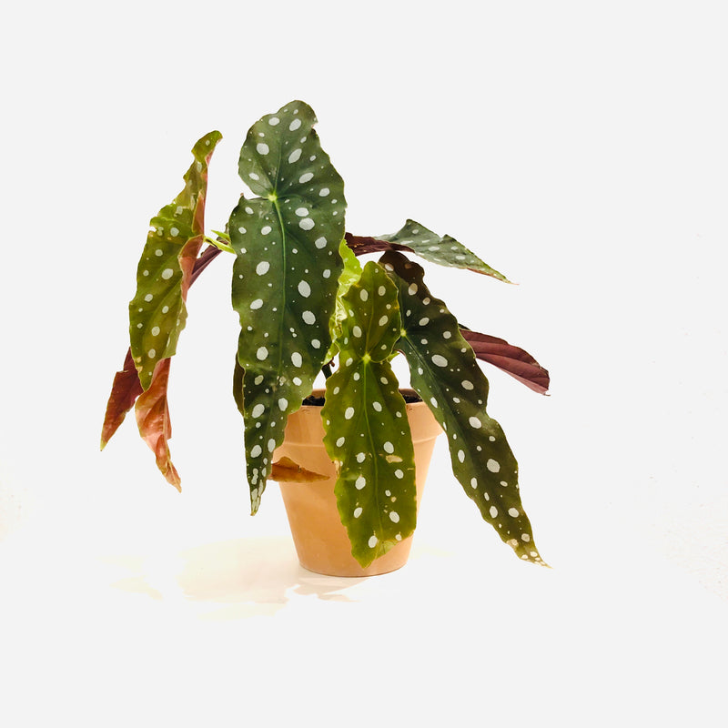 Begonia maculata – FLORESTUDIO