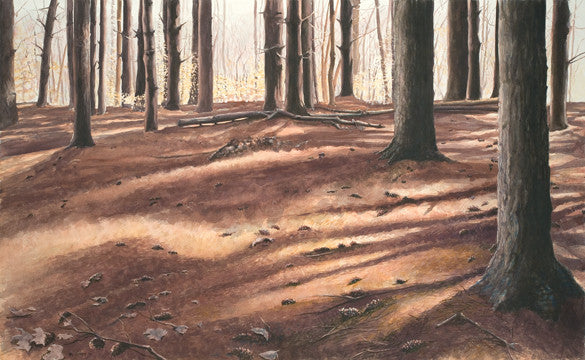 Pine Forest Floor Turtle Prints And Watercolors