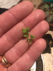 Tiny succulent in hand