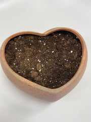 Ceramic heart pot with soil