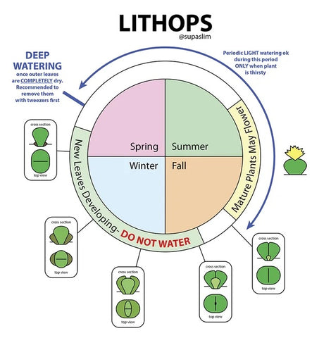 Lithops watering chart